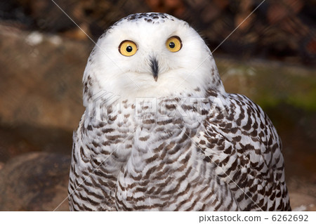 白貓頭鷹 6262692