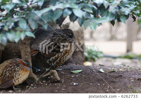 Because it lives in the waist white mountain bird mountain area 6262733