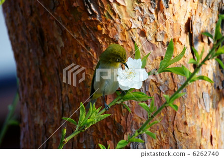 我對Mejiro花桃很瘋狂。 我對Mejiro花桃很瘋狂。 6262740