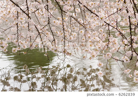 Cherry blossoms in full bloom shining on the surface of the water 6262839