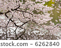 盛開的櫻花照耀在水面上 6262840