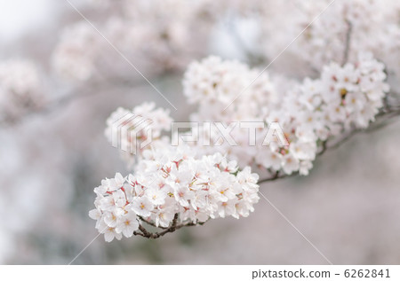 櫻花關門了 6262841