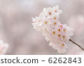 櫻花關門了 6262843