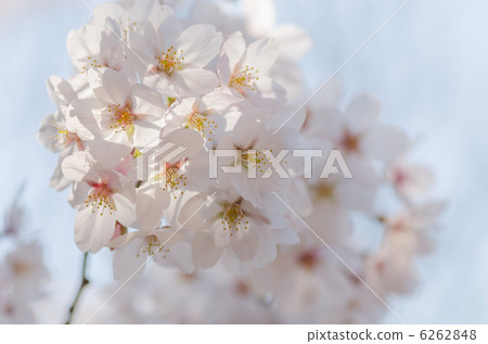 櫻花關門了 6262848