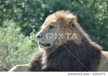 lion 6263075