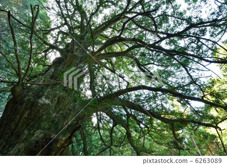 Kaya of Nishihira 6263089