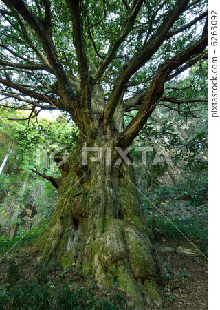 Kaya of Nishihira 6263092