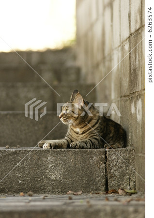 Cat  6263574