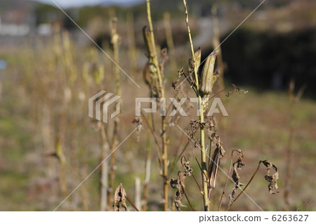 Okra 6263627