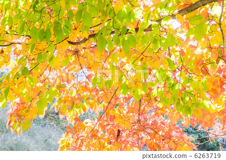 Yamabote秋葉 Yamabote秋葉 6263719