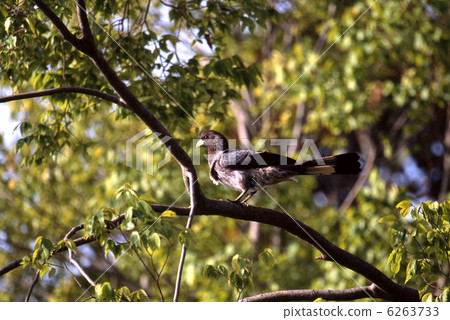 Higashi Hiroshi Ebosidori 6263733