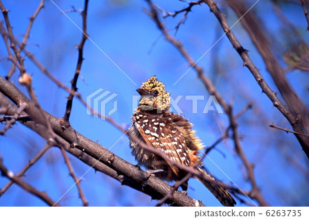 Gomaku Onaga Goshiki Dori Gomaku Onaga Goshiki Dori 6263735