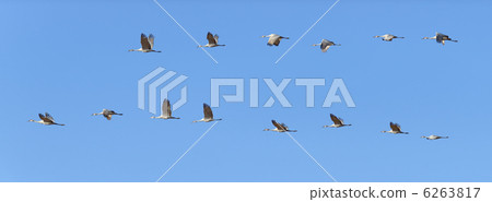 Canadian cranes Canadian cranes 6263817