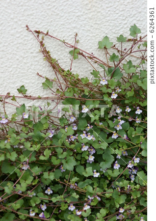 我叫Kaitan Itsuba。 6264361