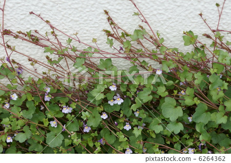 我叫Kaitan Itsuba。 6264362