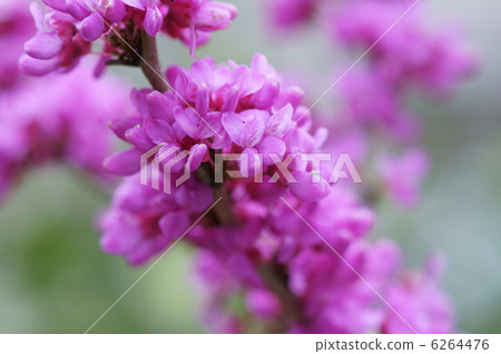 My name is Hanasui Hanasou. 6264476