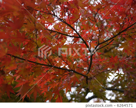 秋天的樹葉 6264571