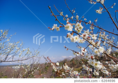 White plum in blue sky White plum in blue sky 6264696
