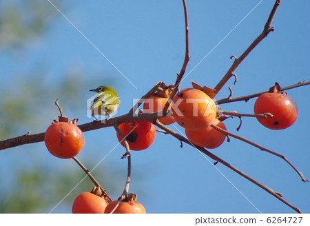 Meijiro果實地採摘柿子的果實 6264727