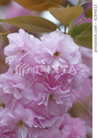 Yae ri櫻花觀賞名稱是Button櫻花。 Yae ri櫻花觀賞名稱是Button櫻花。 6264813