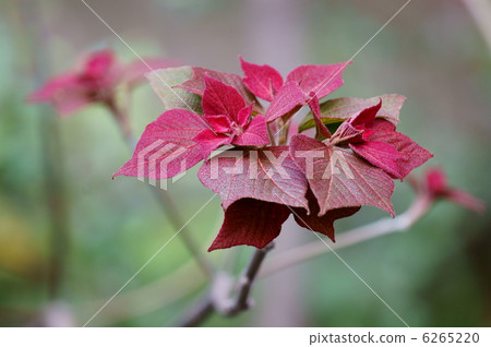 Bright red leaves of red leaf beetle Bright red leaves of red leaf beetle 6265220