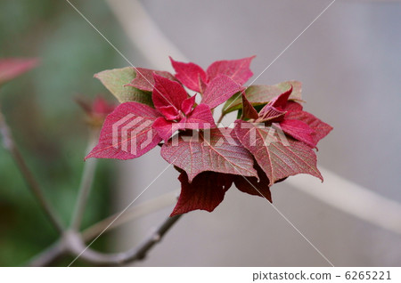 Bright red leaves of red leaf beetle Bright red leaves of red leaf beetle 6265221