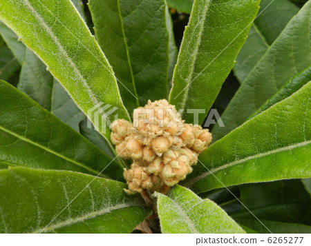 Buds of loquat (poultry) 6265277