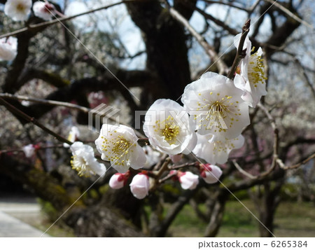 plum plum 6265384