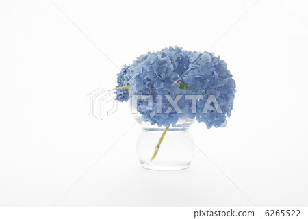 表花束西部繡球花 6265522