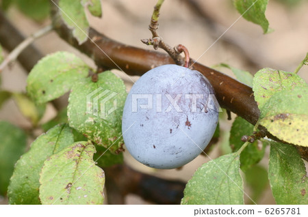 梅干 梅干 6265781