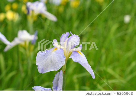 光鳶尾和水光 光鳶尾和水光 6265968