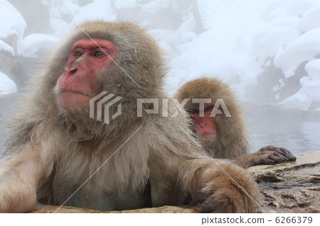 Snow monkey Snow monkey 6266379