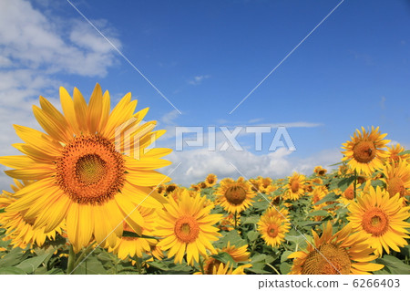 向日葵田 6266403
