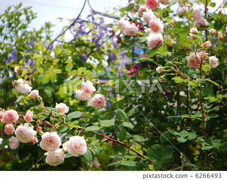 玫瑰園與拱 6266493