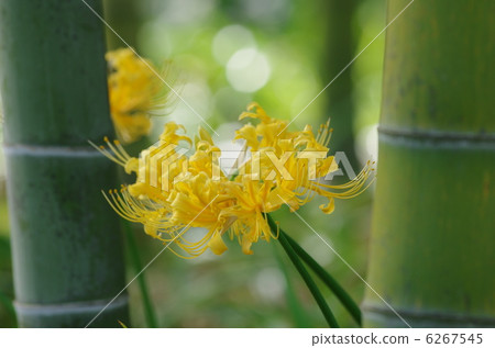 Licorice Africana 6267545