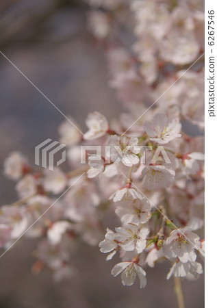 Cherry Blossoms	 6267546