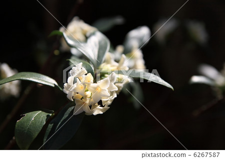 White ginkgo 6267587