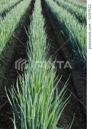 Negihata Negihata 6267622