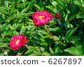 Red peonies 6267897