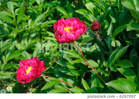 Red peonies Red peonies 6267897
