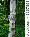 White birch 6267898