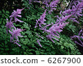 Astil Bet 6267900