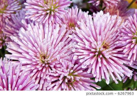 Chrysanthemum   6267963
