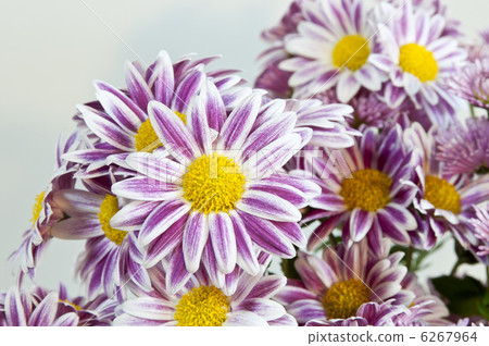 Chrysanthemum   6267964