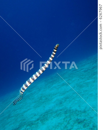 Swimsuit snake 6267967