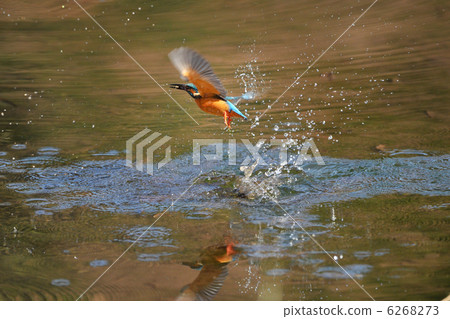 Kingfisher's predation Kingfisher's predation 6268273