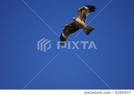 瞄準獵物 6268437