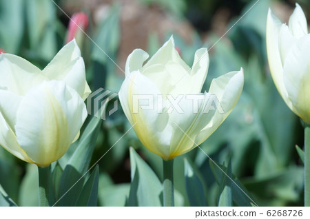 鬱金香日本名字是Udon Akemi 6268726