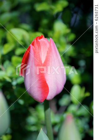 鬱金香日本名字是Udon Akemi 鬱金香日本名字是Udon Akemi 6268731