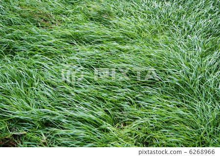 Background material · Wind crossing over grass · Horizontal position Background material · Wind crossing over grass · Horizontal position 6268966